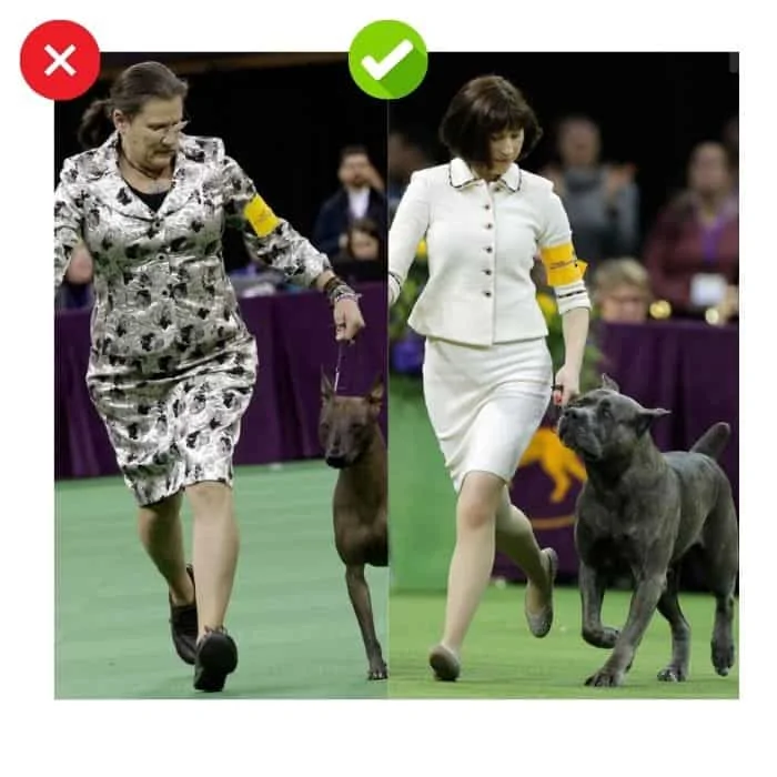 What to wear to dog show as dog handler?