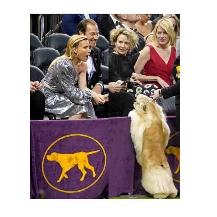 what to wear to a dog show as a spectator