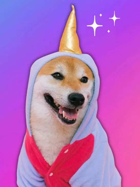 *2026* 18 dos & donts to WEAR to a dog show (handler & spectator!)