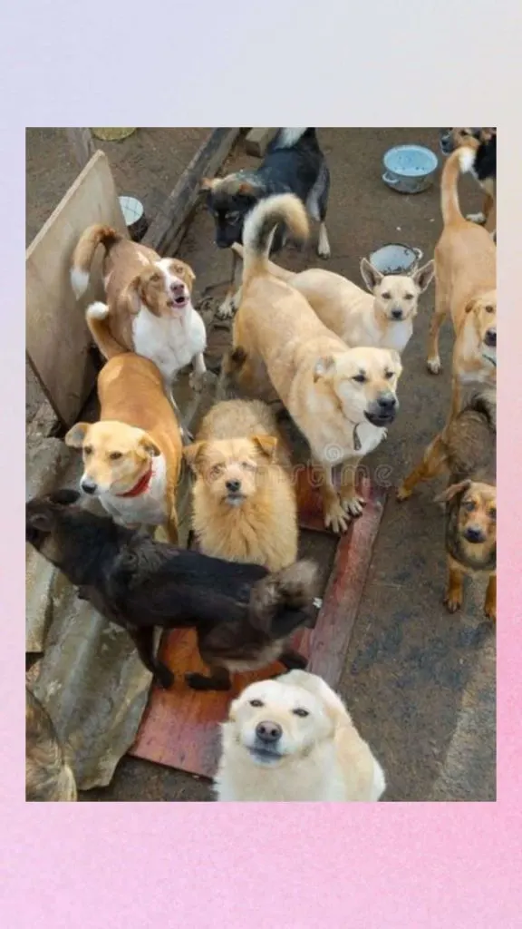 what to wear when volunteering at an animal shelter