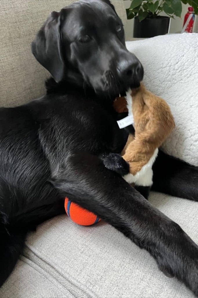 gift for dog birthday party