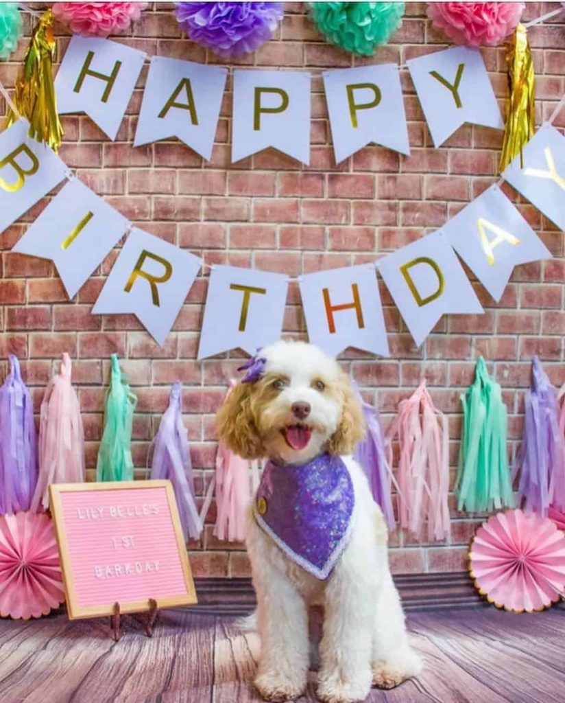 what to bring to a dog birthday party
