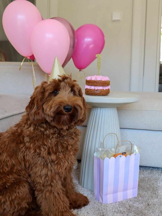 what to bring to a dog birthday party