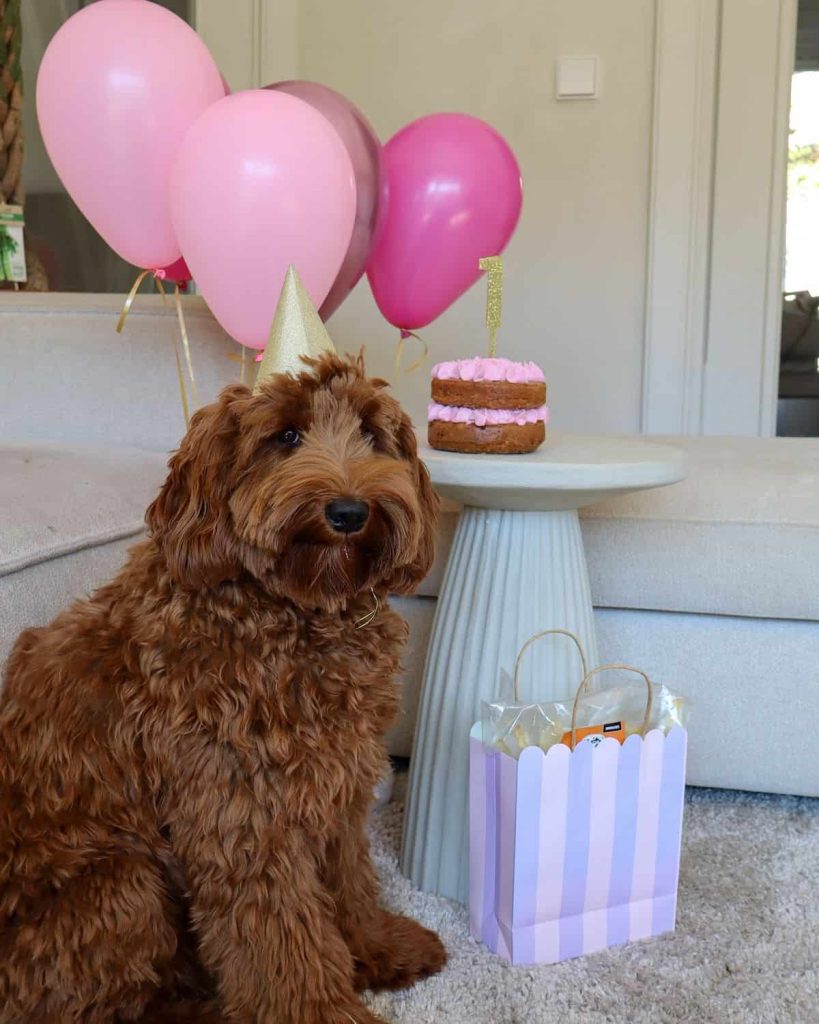 what to bring to a dog birthday party